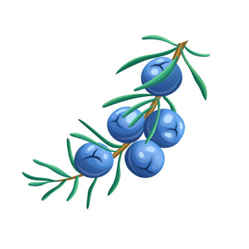 juniper branch cartoon vector illustration color sign