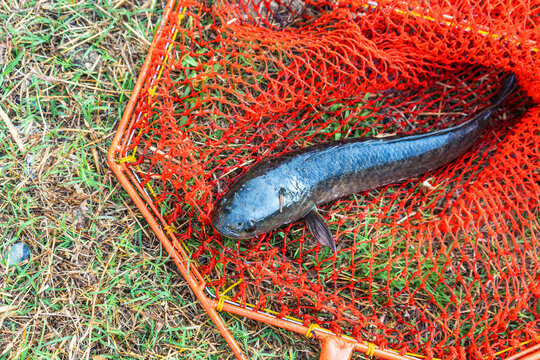 striped snakehead fish (channa striata) freshwater fish the meat is delicious in net fishing spoon on the grass.
