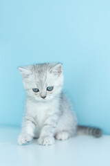 Fluffy british gray kitty looking at camera on blue background, front view. Cute young long hair striped cat sitting in front of blue background with copy space. 10 month old female kitten. Isolated.
