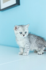 Fototapeta na wymiar Fluffy british gray kitty looking at camera on blue background, front view. Cute young long hair striped cat sitting in front of blue background with copy space. 10 month old female kitten. Isolated. 