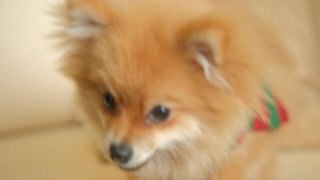 A cute Pomeranian Dog sits in a cozy chair. Shakes his head, speaks, listens attentively curiously. Animals and human friendship 4K