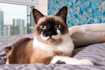 Gray cat with blue eyes lying on the bed
