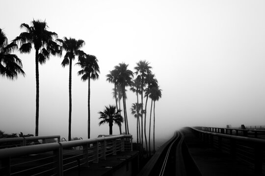Palms in the fog

