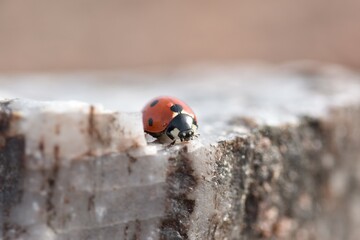 ladybug on the rock © MariaTeresa