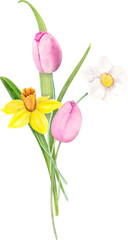 Watercolor Illustration Spring Bouquet With Daffodils, Tulips, Leaves.
