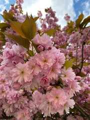 pink cherry blossom