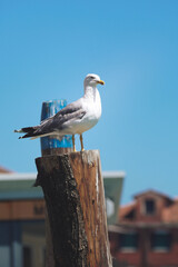 Obraz premium Möwe auf Ankerpfahl