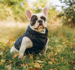 Walking with a dog french bulldog in the park in autumn.