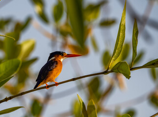Birdwatching in The Gambia , Africa