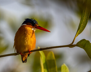 Birdwatching in The Gambia , Africa