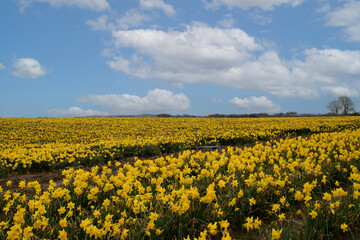 Fields  of  daffodils  St  davids  day  wales