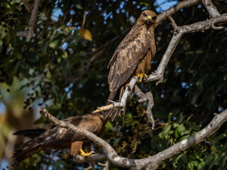 Birdwatching in The Gambia , Africa