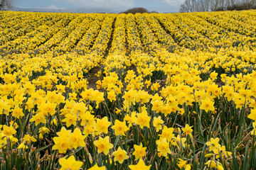 Fototapeta premium Fields of daffodils St davids day wales