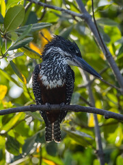 Birdwatching in The Gambia , Africa