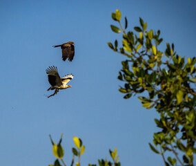 Birdwatching in The Gambia , Africa
