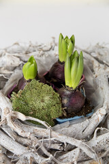 Hyacinths composition in a wreath of twigs and moss for the house
