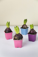 Hyacinth flower bulb in pots colored on white background