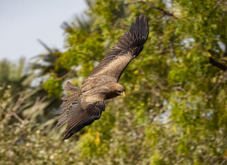 Birdwatching in The Gambia , Africa