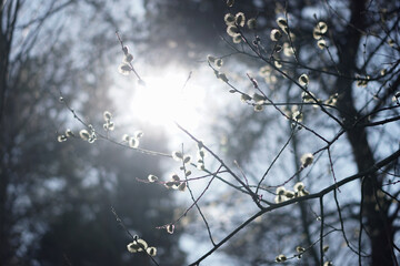 Flower start blooming on the sunny sky at the beginning of Spring in Sweden