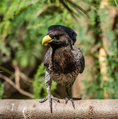 Birdwatching in The Gambia , Africa