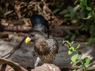 Birdwatching in The Gambia , Africa
