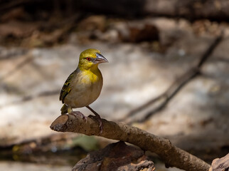 Birdwatching in The Gambia , Africa