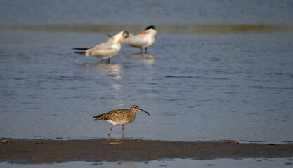 Birdwatching in The Gambia , Africa