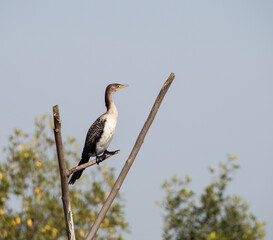 Birdwatching in The Gambia , Africa
