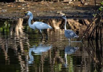Birdwatching in The Gambia , Africa