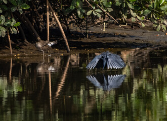Birdwatching in The Gambia , Africa