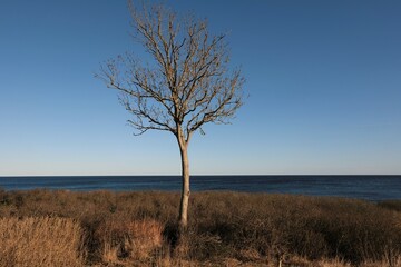 Tree at baltic sea