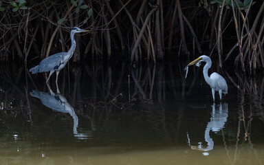 Birdwatching in The Gambia , Africa