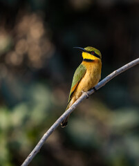 Birdwatching in The Gambia , Africa