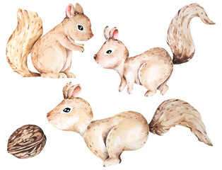 Squirrels on an isolated white background, watercolor.Cartoon Cute little wild animal.Mammal.Brown furry squirrel.