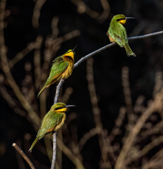 Birdwatching in The Gambia , Africa