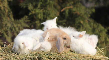 family of little white rabbits in the hay