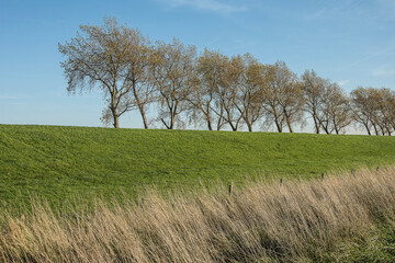 view on a a row of poplars behind a dike with grass on the former island Goeree Overflakkee