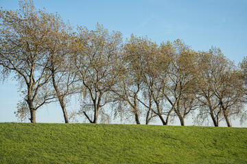 Fototapeta na wymiar view on a a row of poplars behind a dike with grass on the former island Goeree Overflakkee