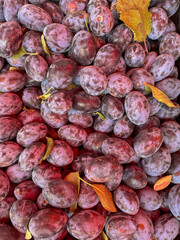 fruits as a background a lot of ripe plum vitamins healthy nutrition