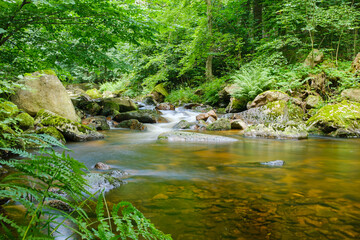 Kleiner Bachlauf im grünen Ilsetal. Saftig grüne Wälder