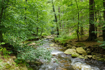 Grünes Ilsetal im Harz