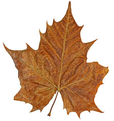 Large brown leaf isolated on white, fall colors, autumn.