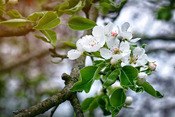 Pear tree blossom, blooming tree in the garden. Pear flowers, flowering pear in garden. White flowers and green young leaves. Branches of flowering pears on green background.