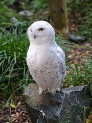 Chouette Blanche