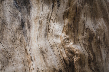 Wooden texture of a tree trunk