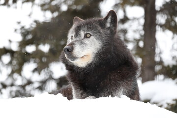 シンリンオオカミ