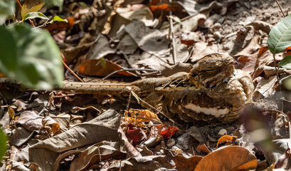 Birdwatching in The Gambia , Africa