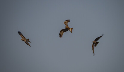 Birdwatching in The Gambia , Africa