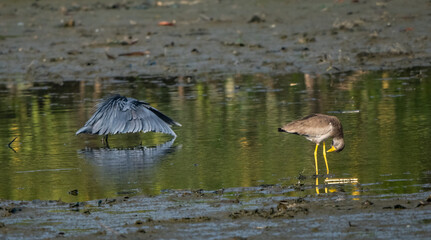 Birdwatching in The Gambia , Africa