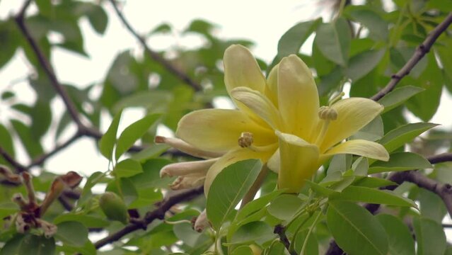Palo borracho flowers